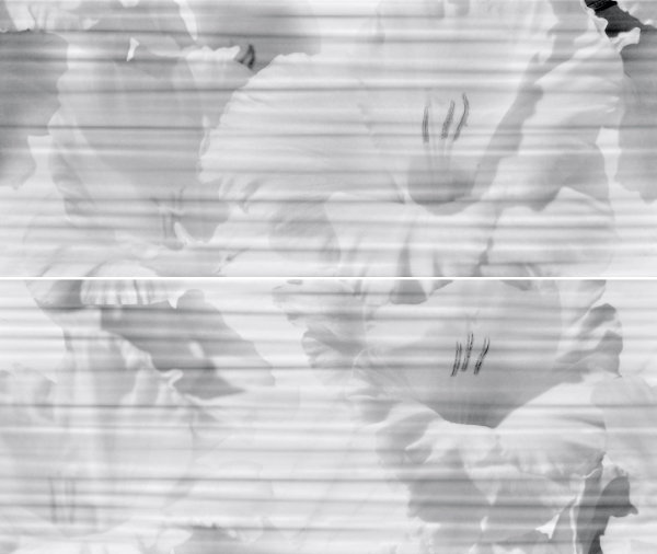 ����� Celia white ����� 01 50�60